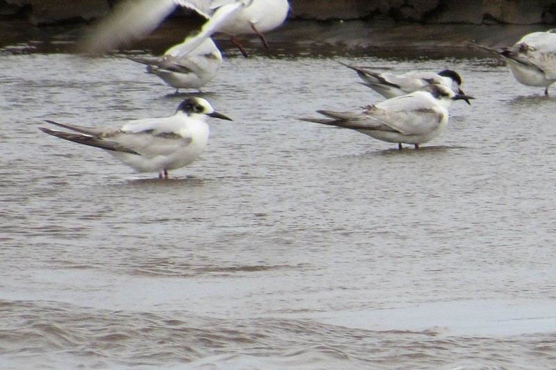 Common Tern - ML644465380