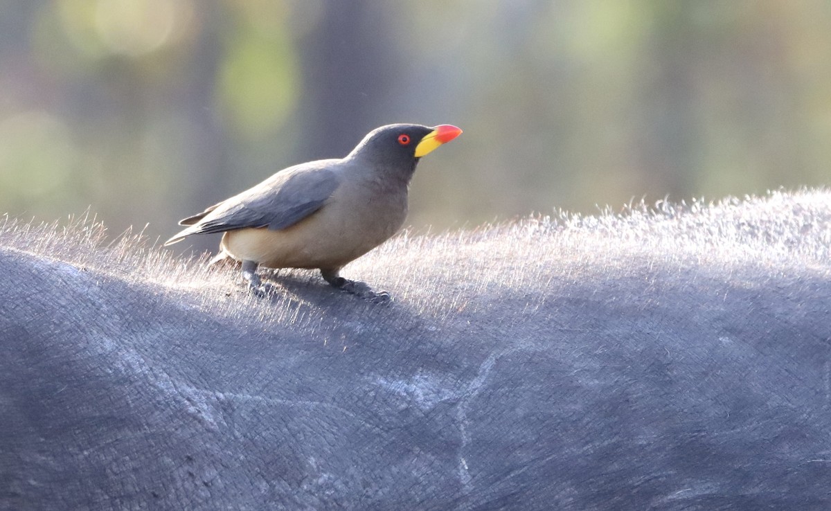 Yellow-billed Oxpecker - ML644465387