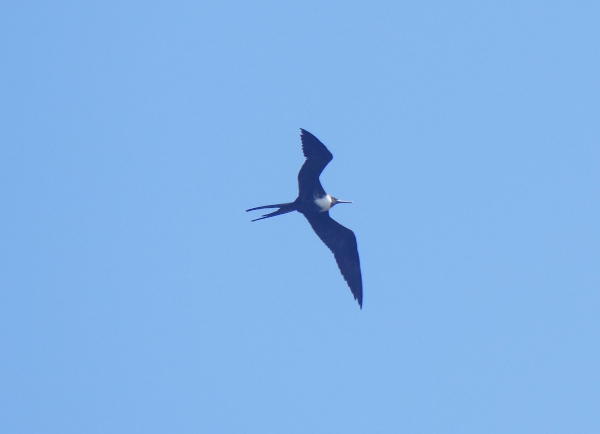 アメリカグンカンドリ - ML644465392