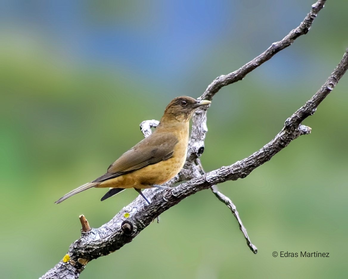Clay-colored Thrush - ML644465414