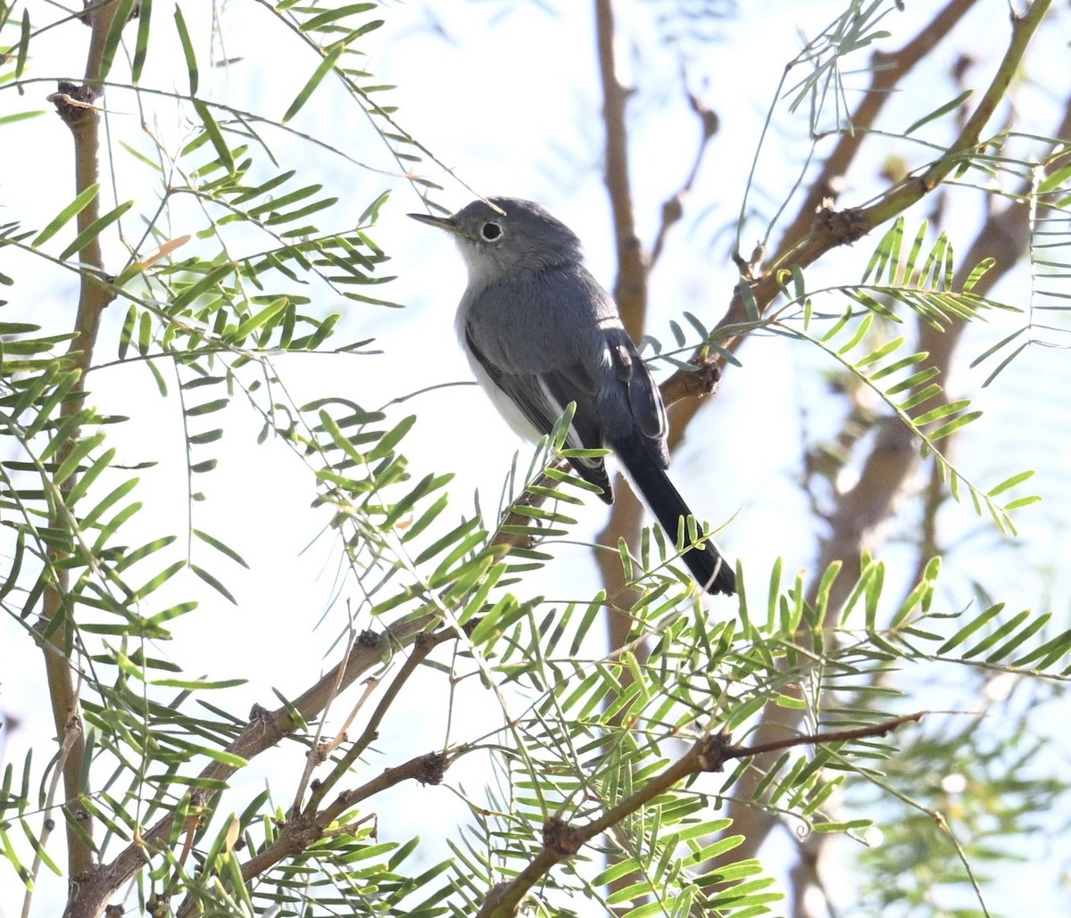 nordmyggsmett - ML644465416