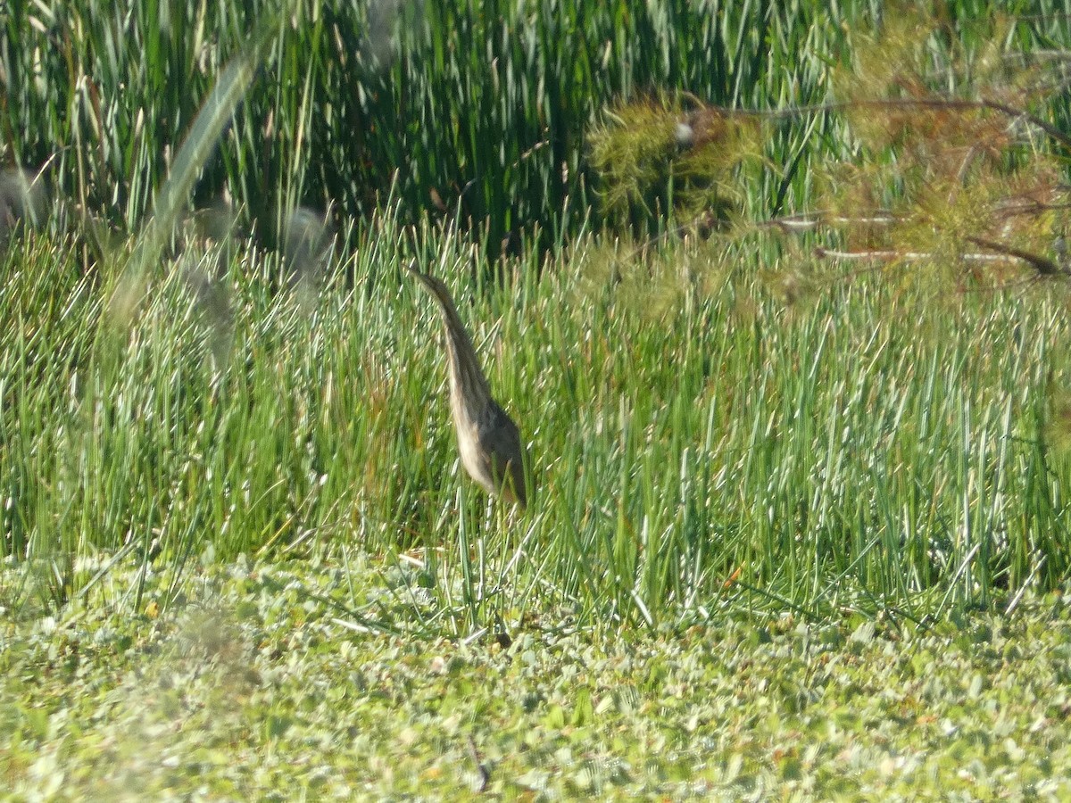 American Bittern - ML644465418