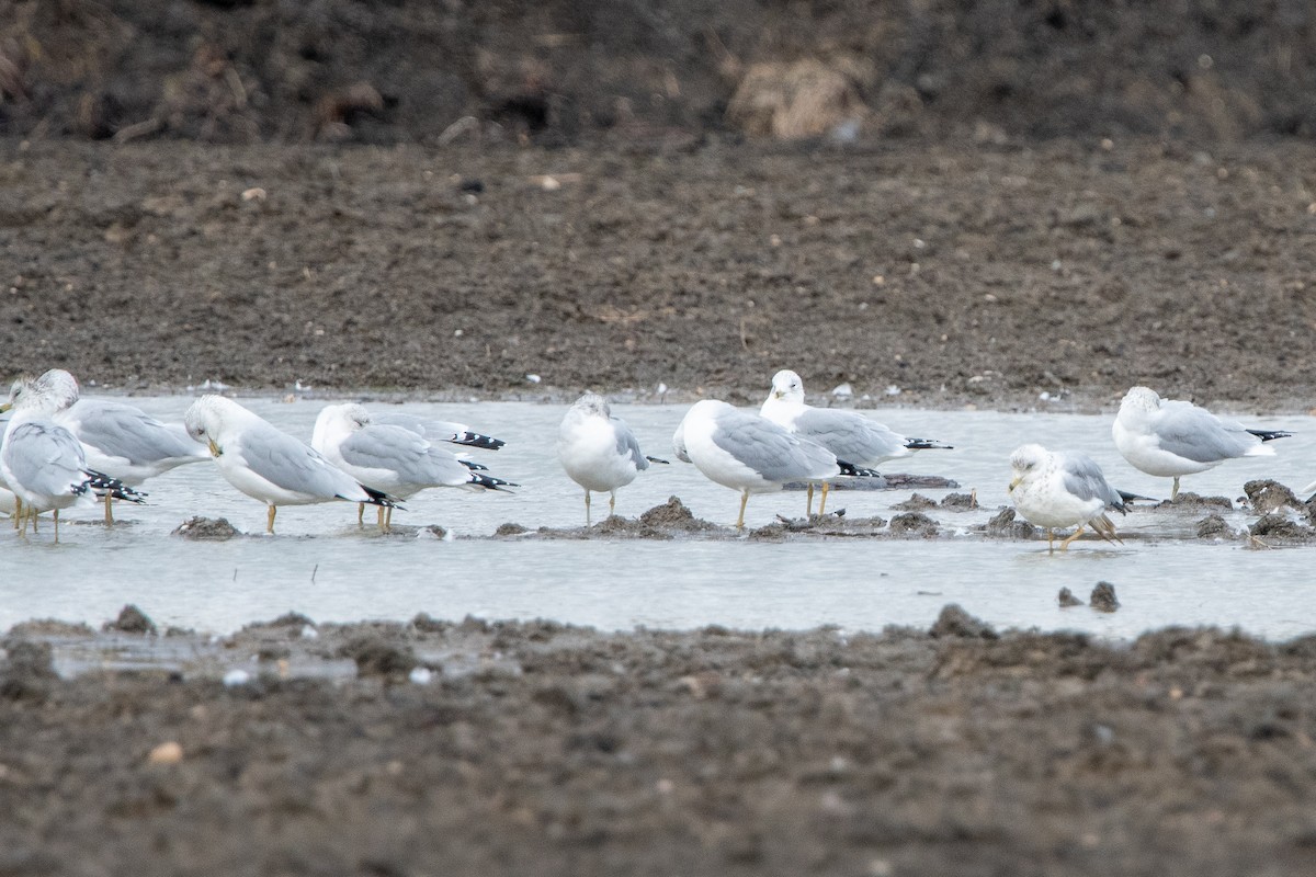 Gavina americana - ML644465420