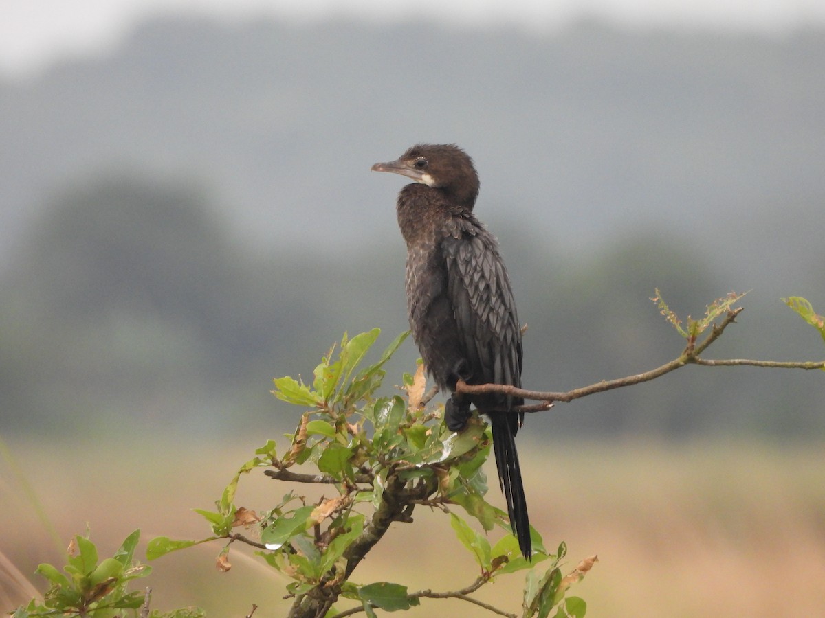 orientdvergskarv - ML644465421