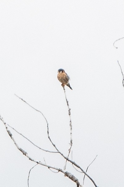 American Kestrel - ML644465427