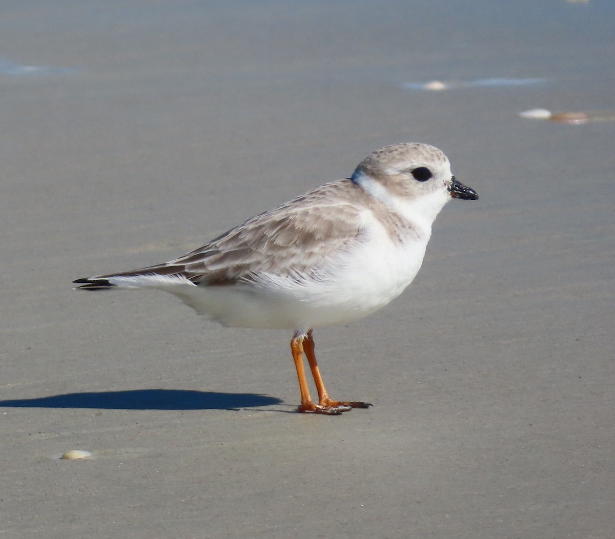 Islıkçı Cılıbıt - ML644465430