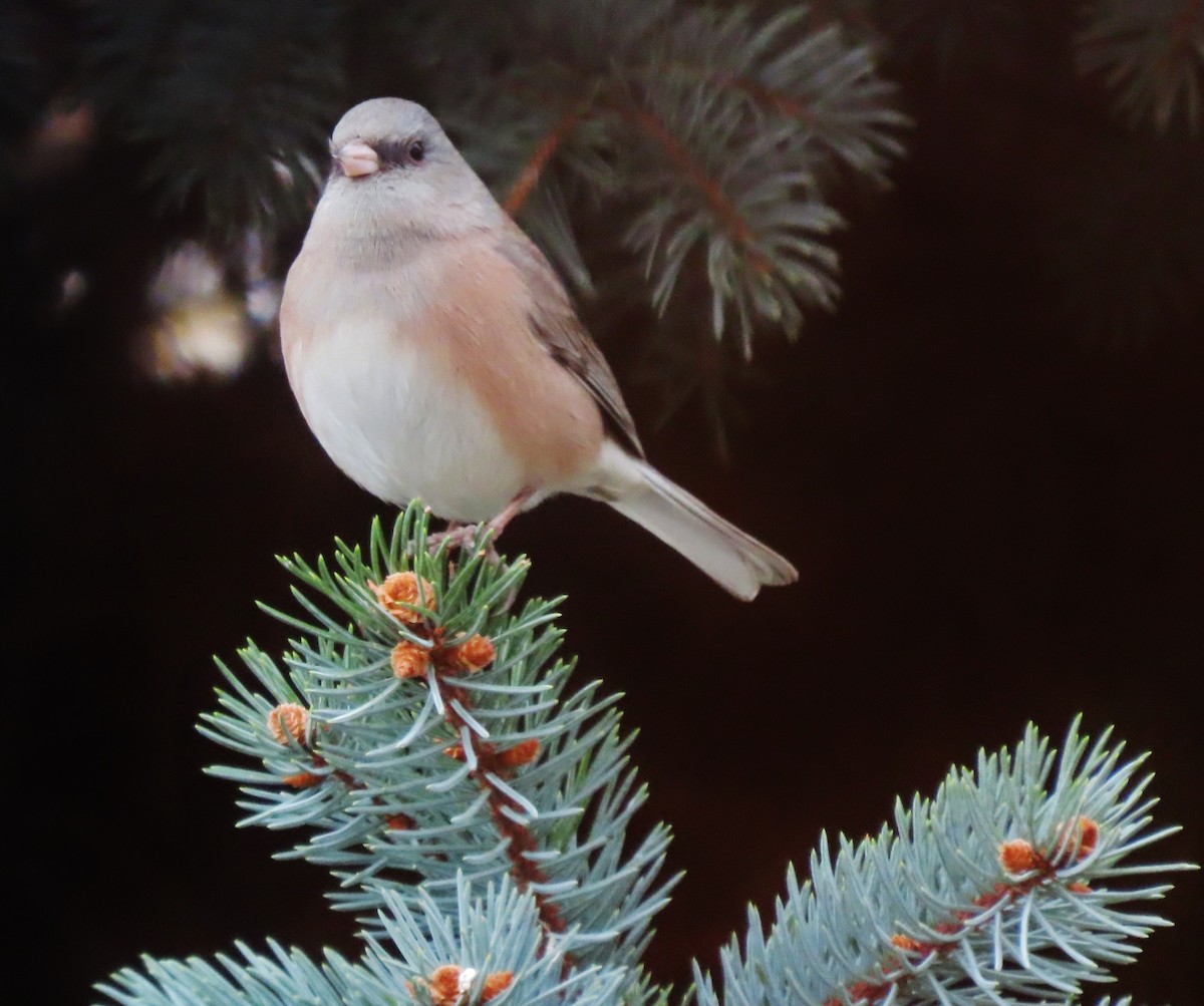 Dark-eyed Junco (Pink-sided) - ML644465431