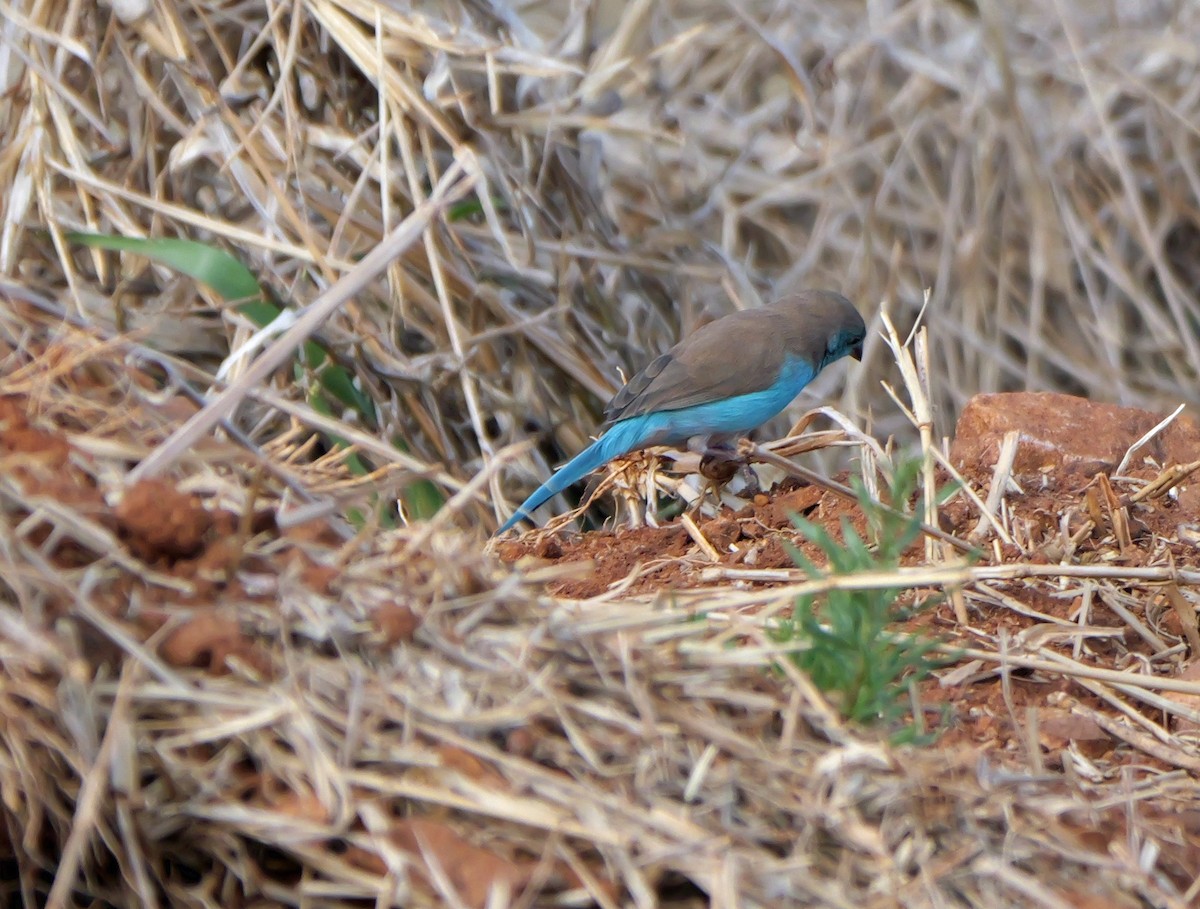 Southern Cordonbleu - ML644465434