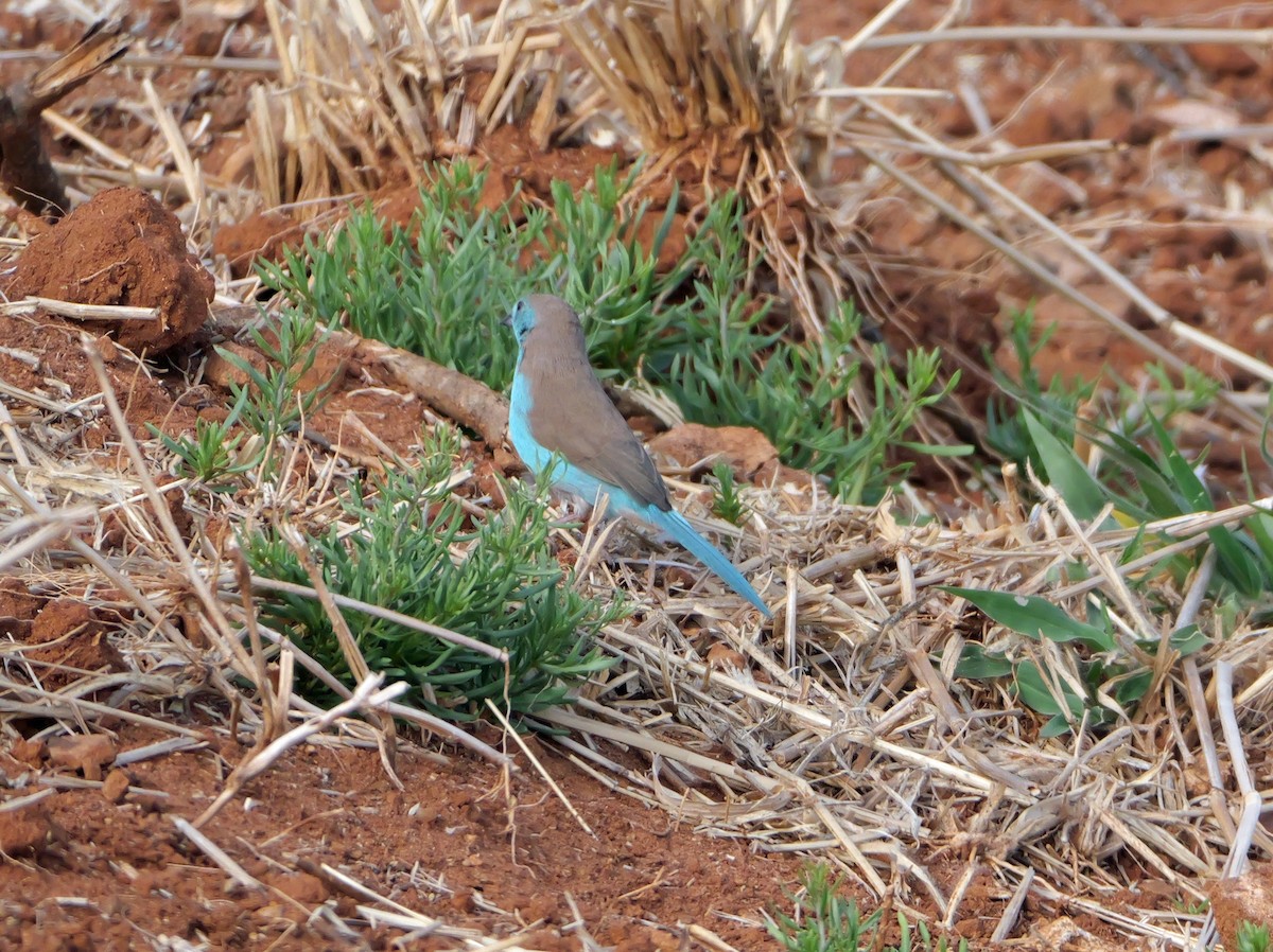 Southern Cordonbleu - ML644465435