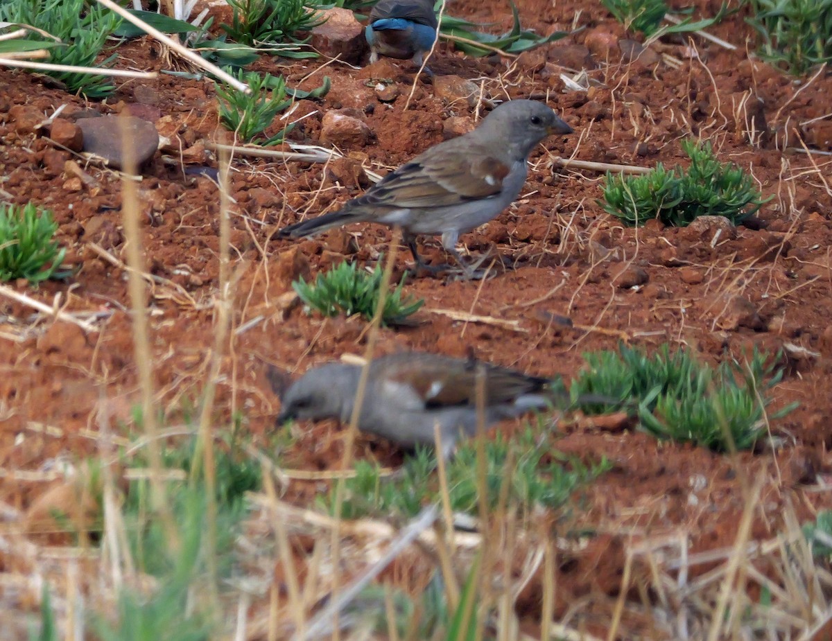 Горобець блідий - ML644465439