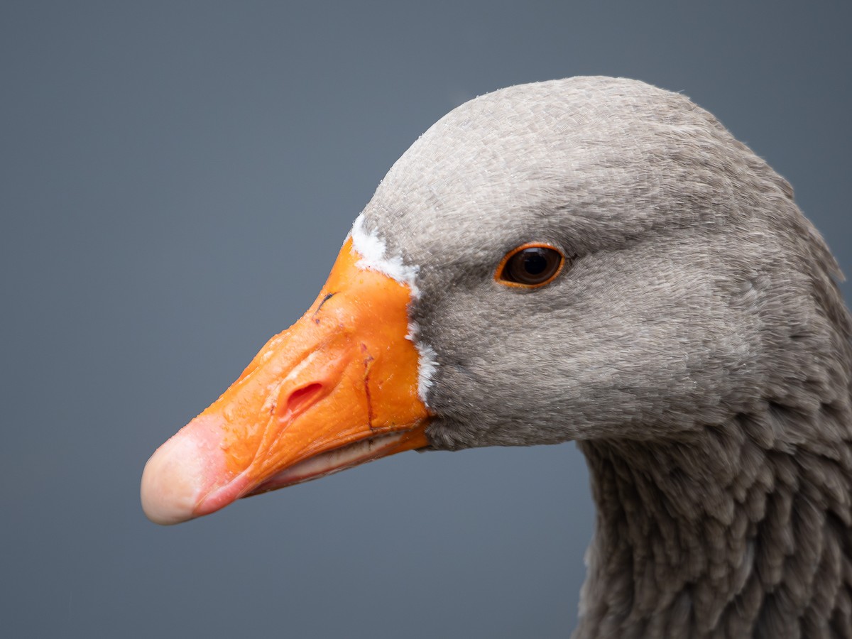 husa velká (domestikovaná) - ML644465440