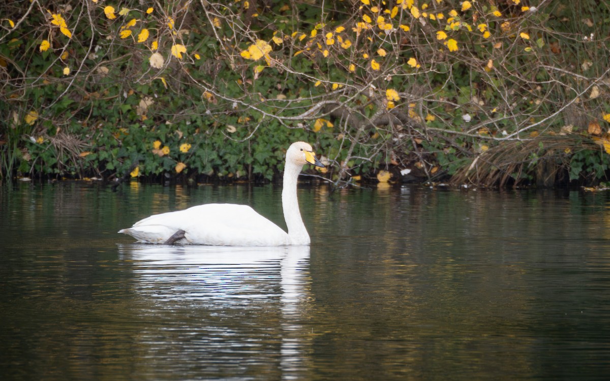 labuť zpěvná - ML644465445