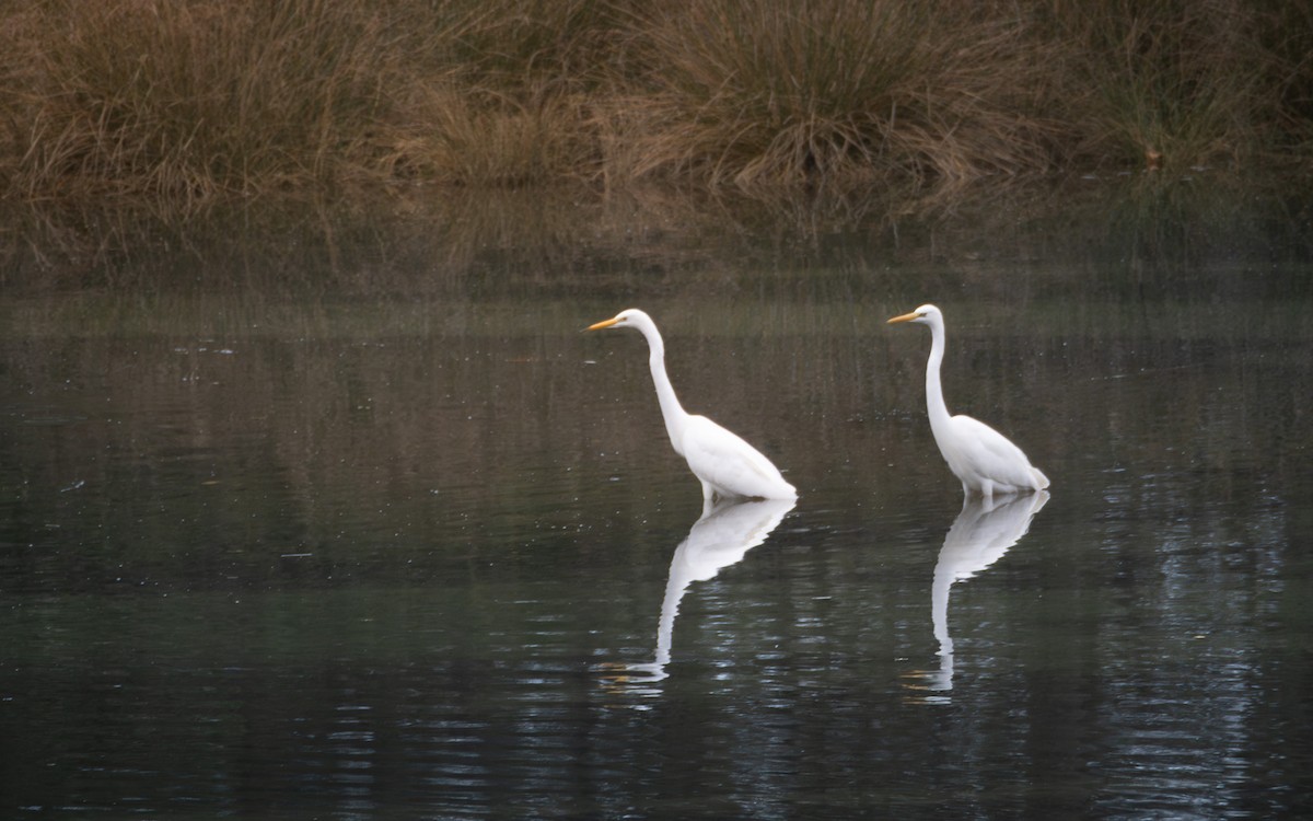 volavka bílá - ML644465450