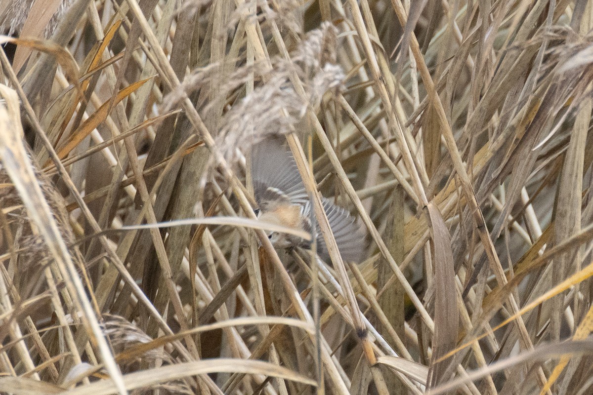 pungmeis - ML644465451