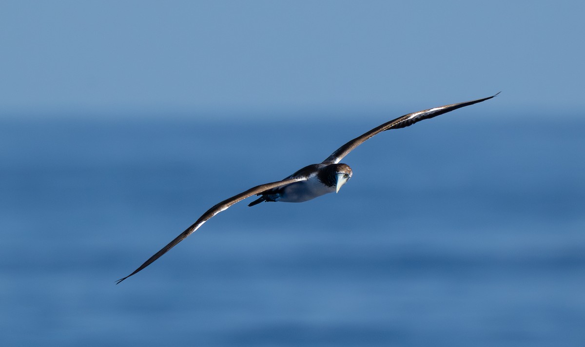 Сула жовтодзьоба - ML644465459