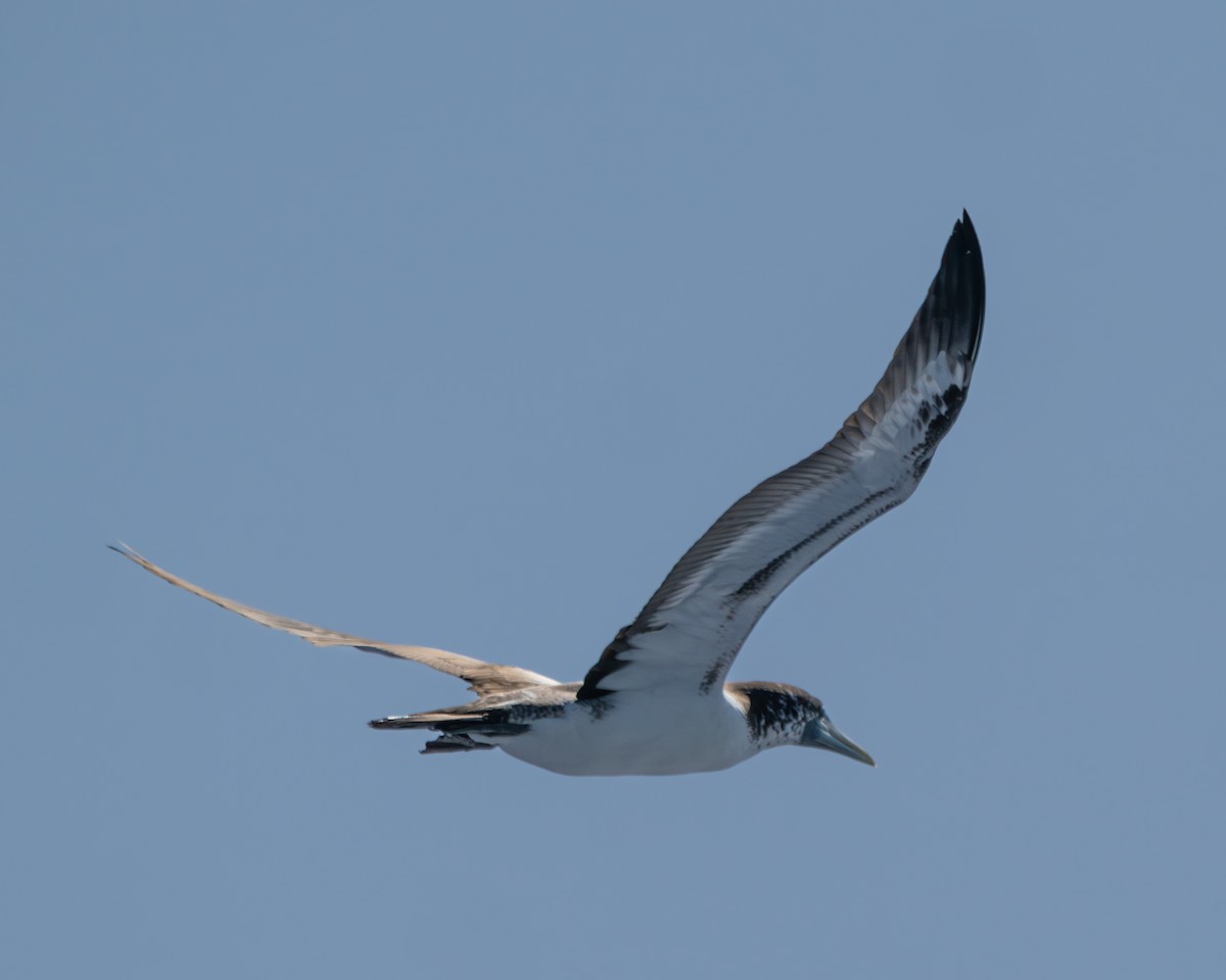 Сула жовтодзьоба - ML644465460