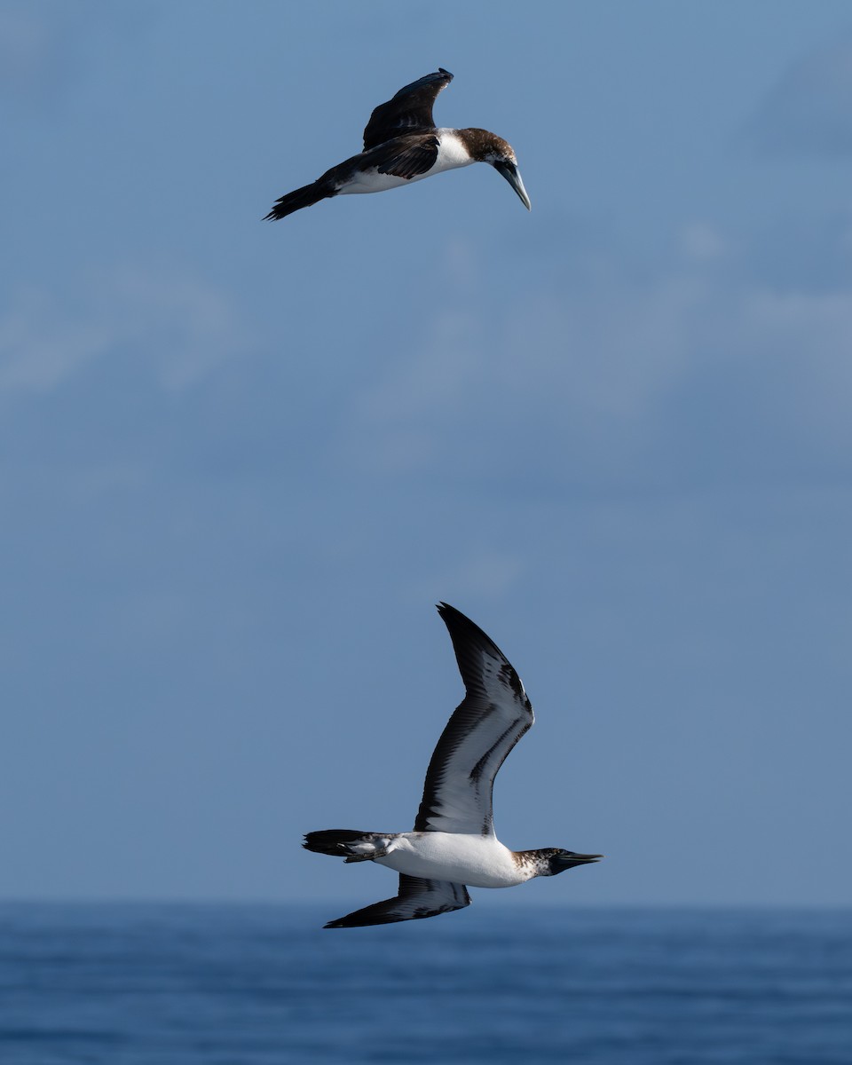 Сула жовтодзьоба - ML644465461