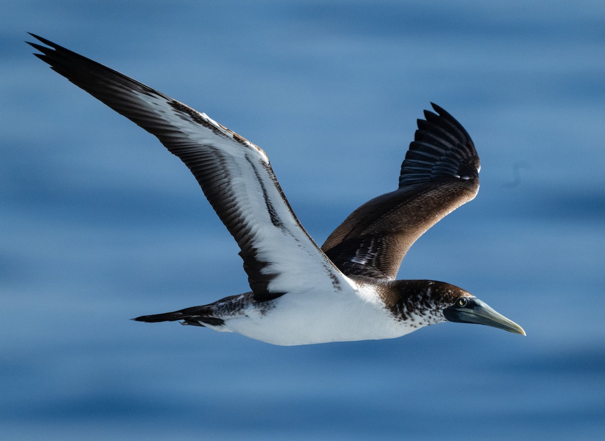 Сула жовтодзьоба - ML644465462