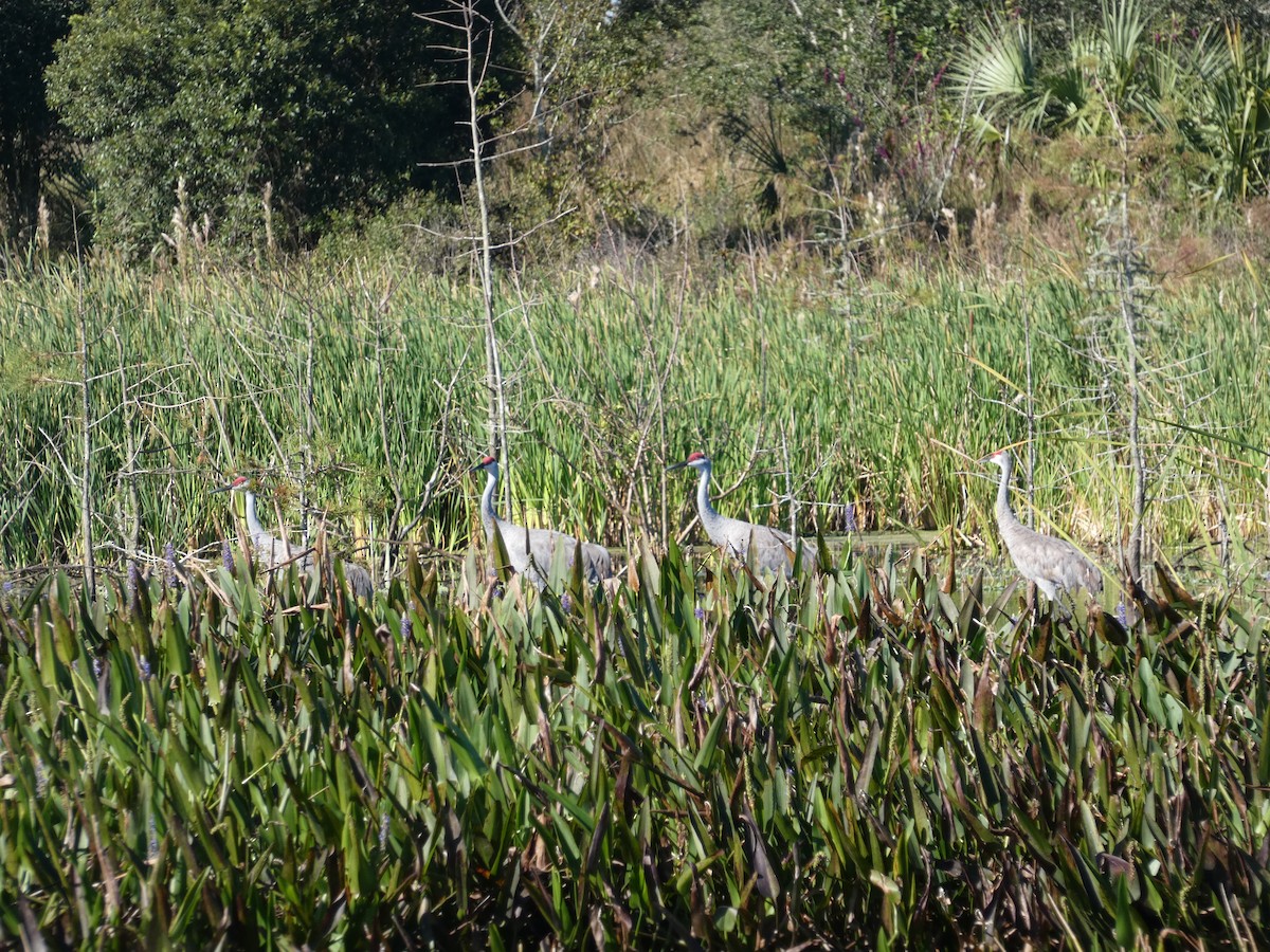 Sandhill Crane - ML644465463