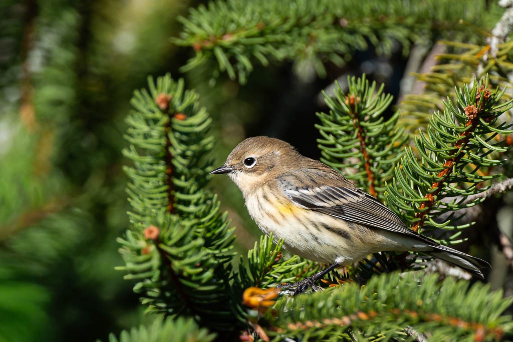 Yellow-rumped Warbler - ML644465469