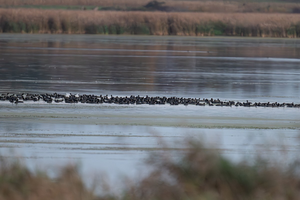 Foulque d'Amérique - ML644465478