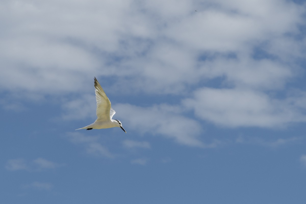 Sandwich Tern - ML644465488