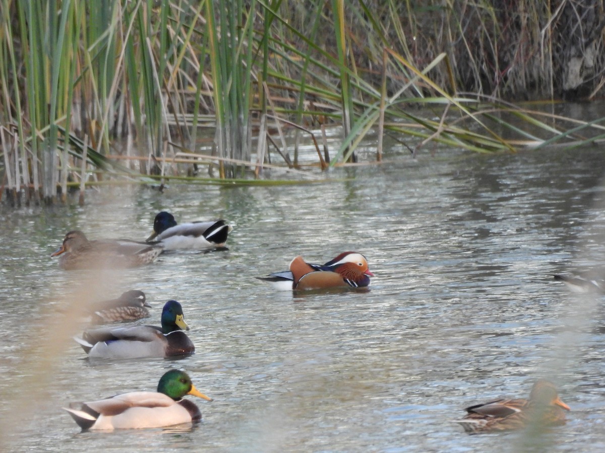 Mandarin Ördeği - ML644465491