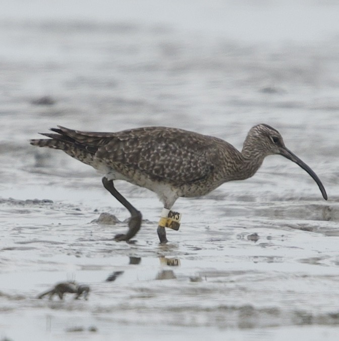 Eurasian Whimbrel - ML644465492
