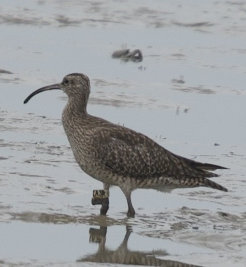 Eurasian Whimbrel - ML644465497