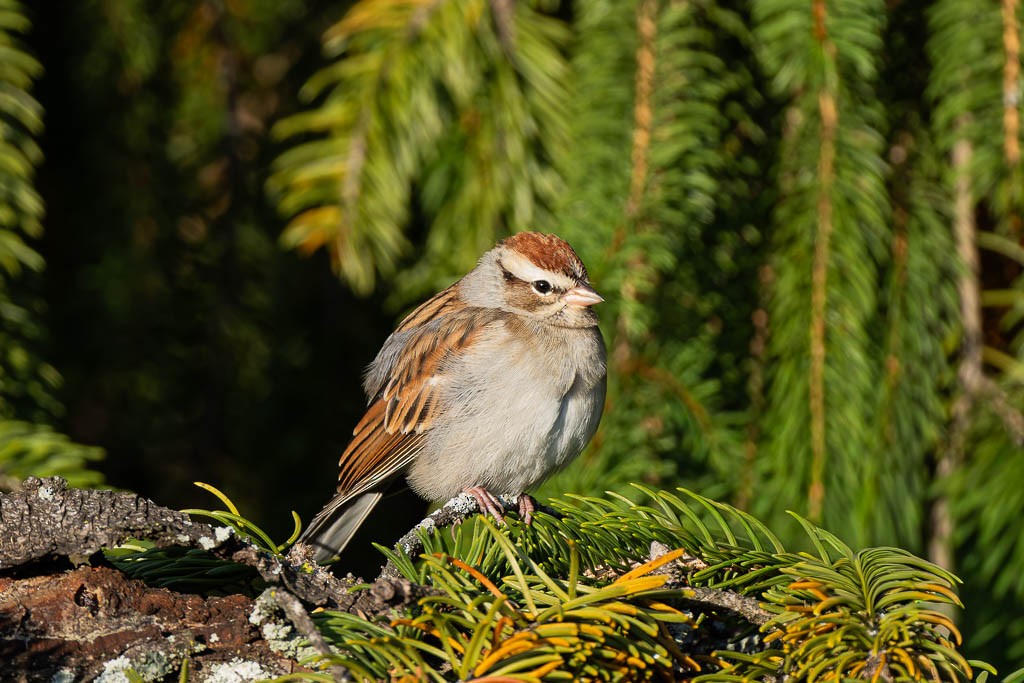 Chipping Sparrow - ML644465501