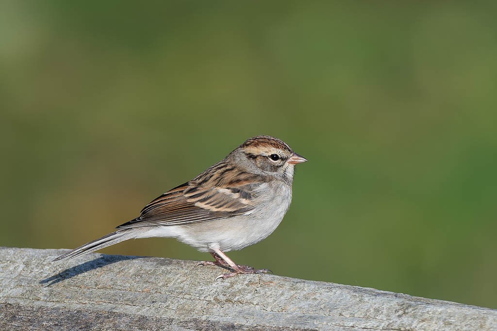 Chipping Sparrow - ML644465504