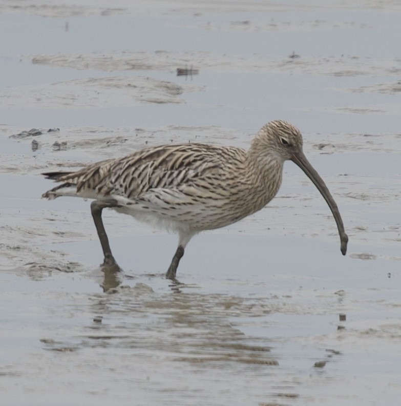Eurasian Curlew - ML644465507