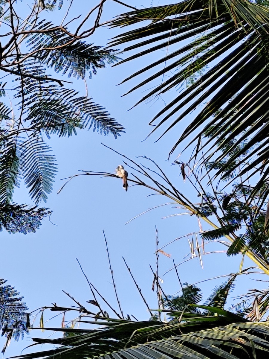 Indian Gray Hornbill - ML644465512