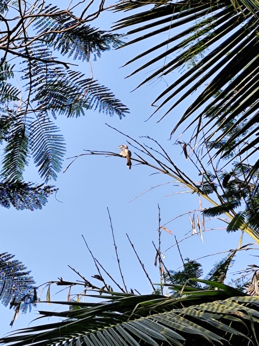 Indian Gray Hornbill - ML644465513