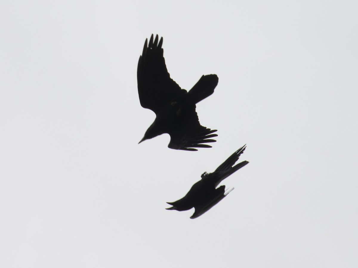 Common Raven - ML644465514