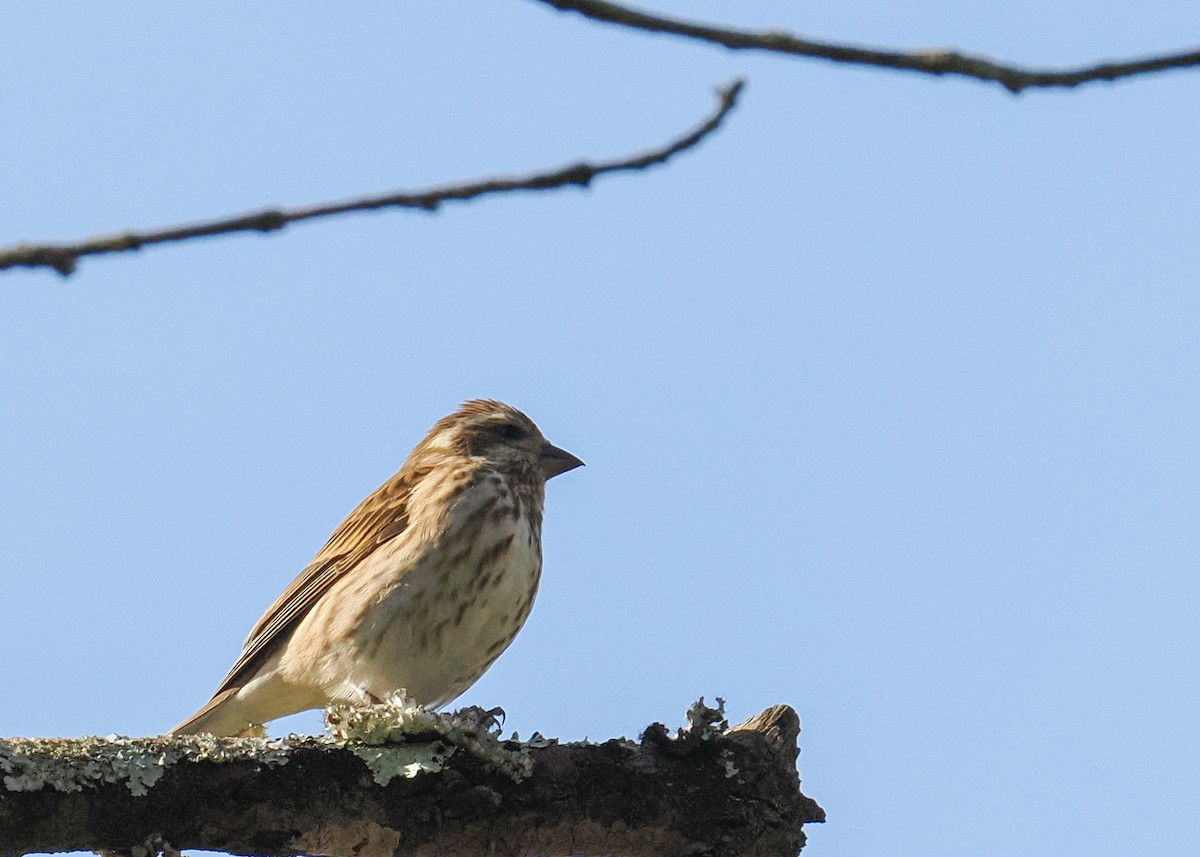 purpurfink - ML644465515