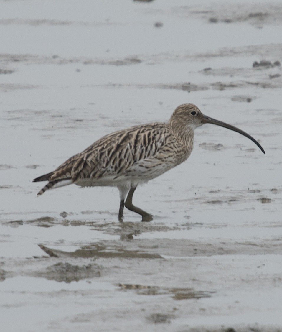 Eurasian Curlew - ML644465519