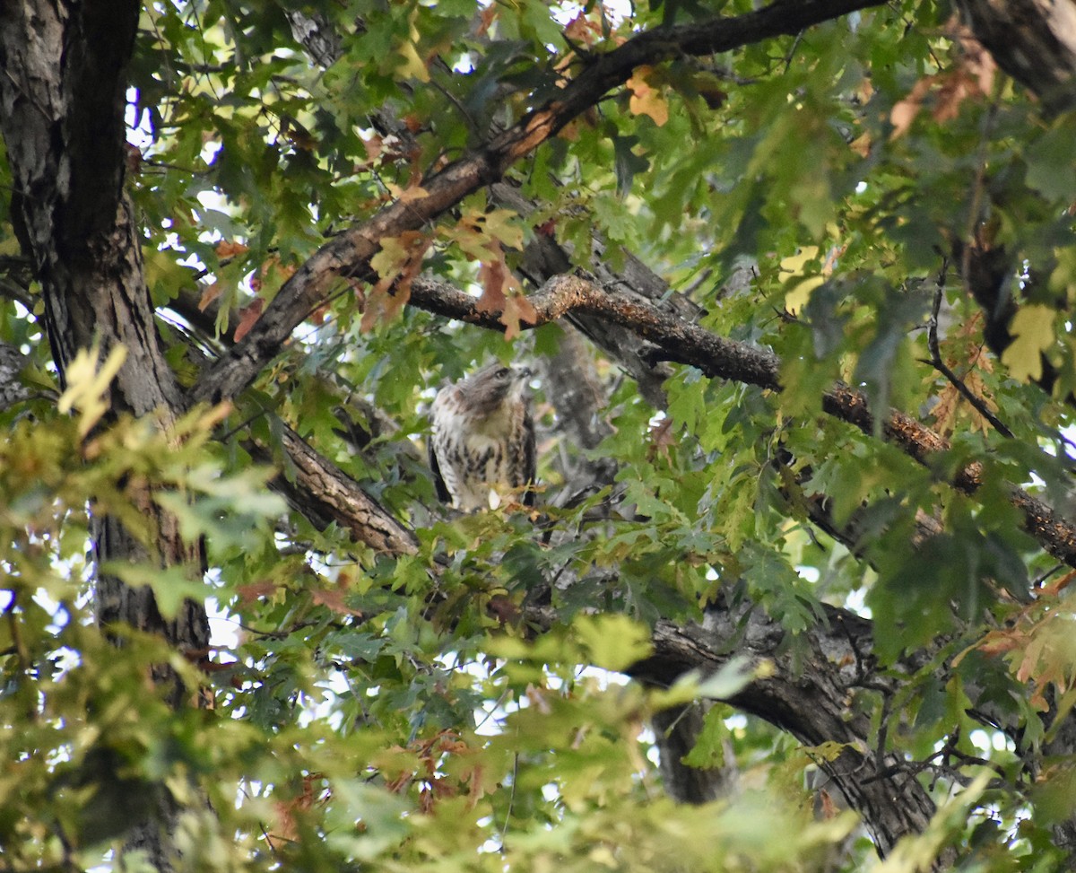 Busardo Colirrojo - ML644465523