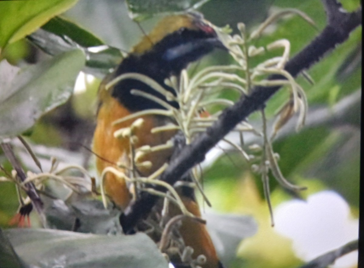 Orange-bellied Leafbird - ML644465529