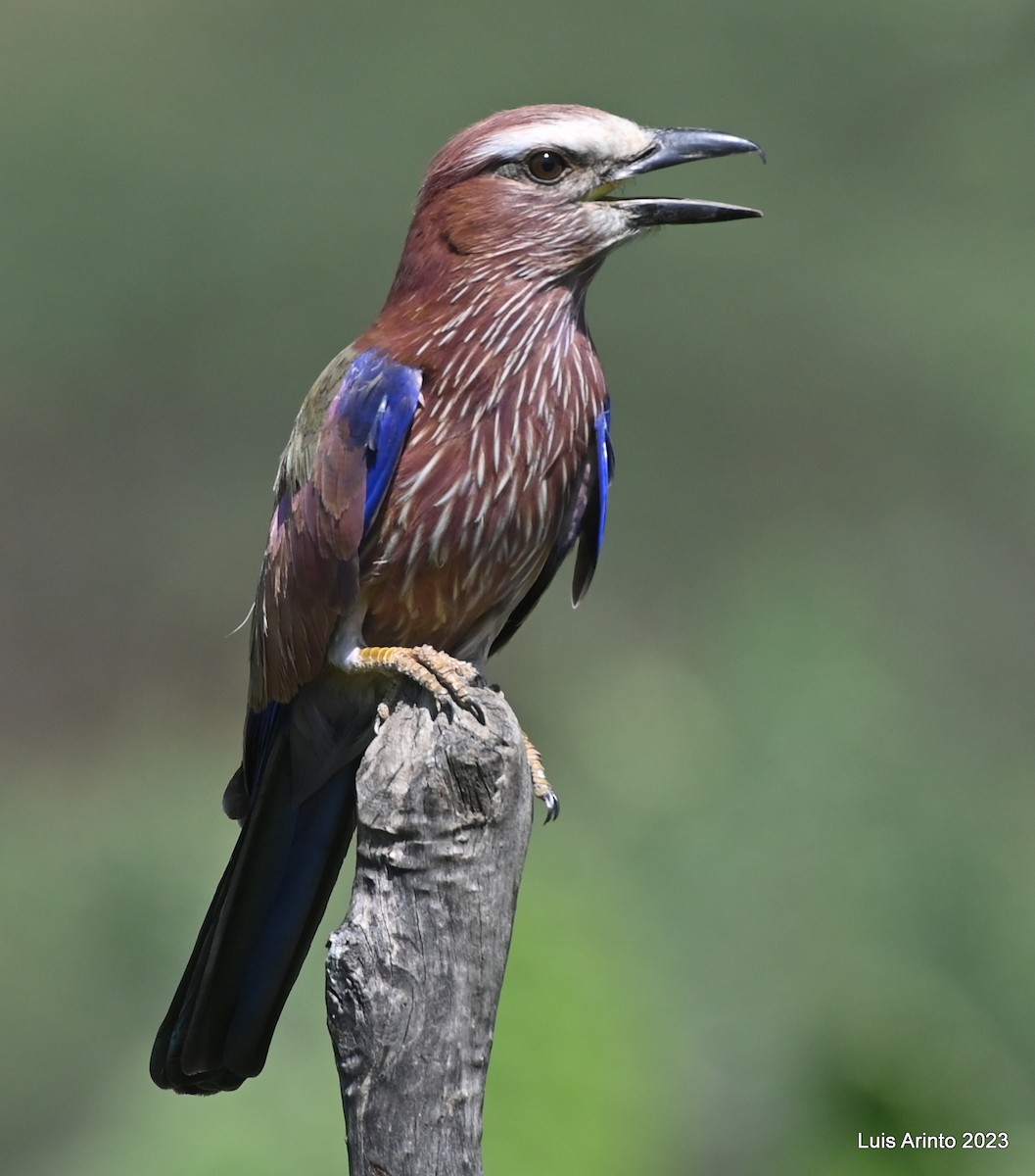 チャガシラニシブッポウソウ - ML644465530