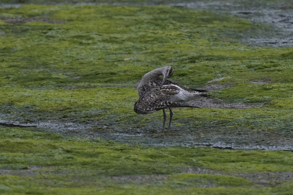 Eurasian Whimbrel - ML644465534