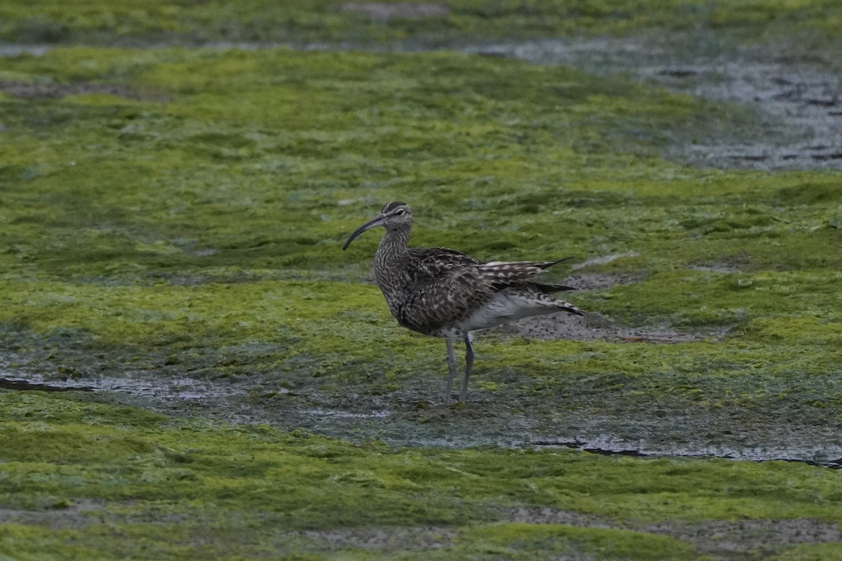 Eurasian Whimbrel - ML644465535