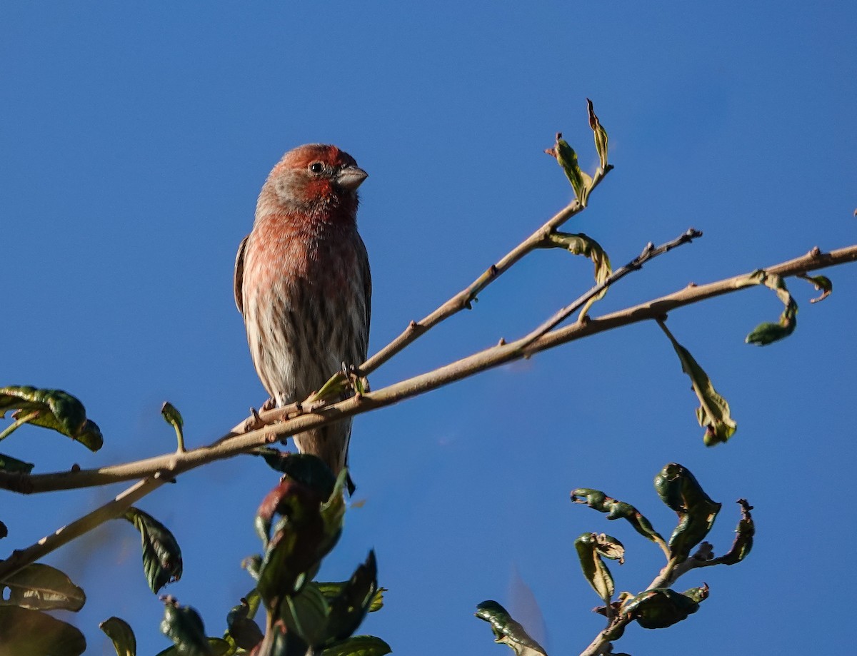 House Finch - ML644465539