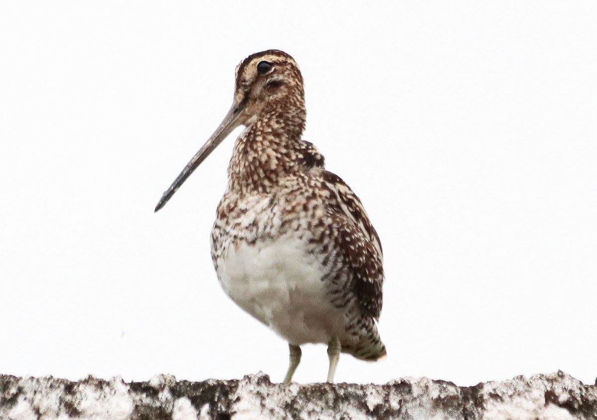 Pantanal Snipe - ML644465542