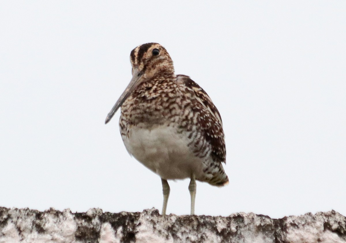 Pantanal Snipe - ML644465543