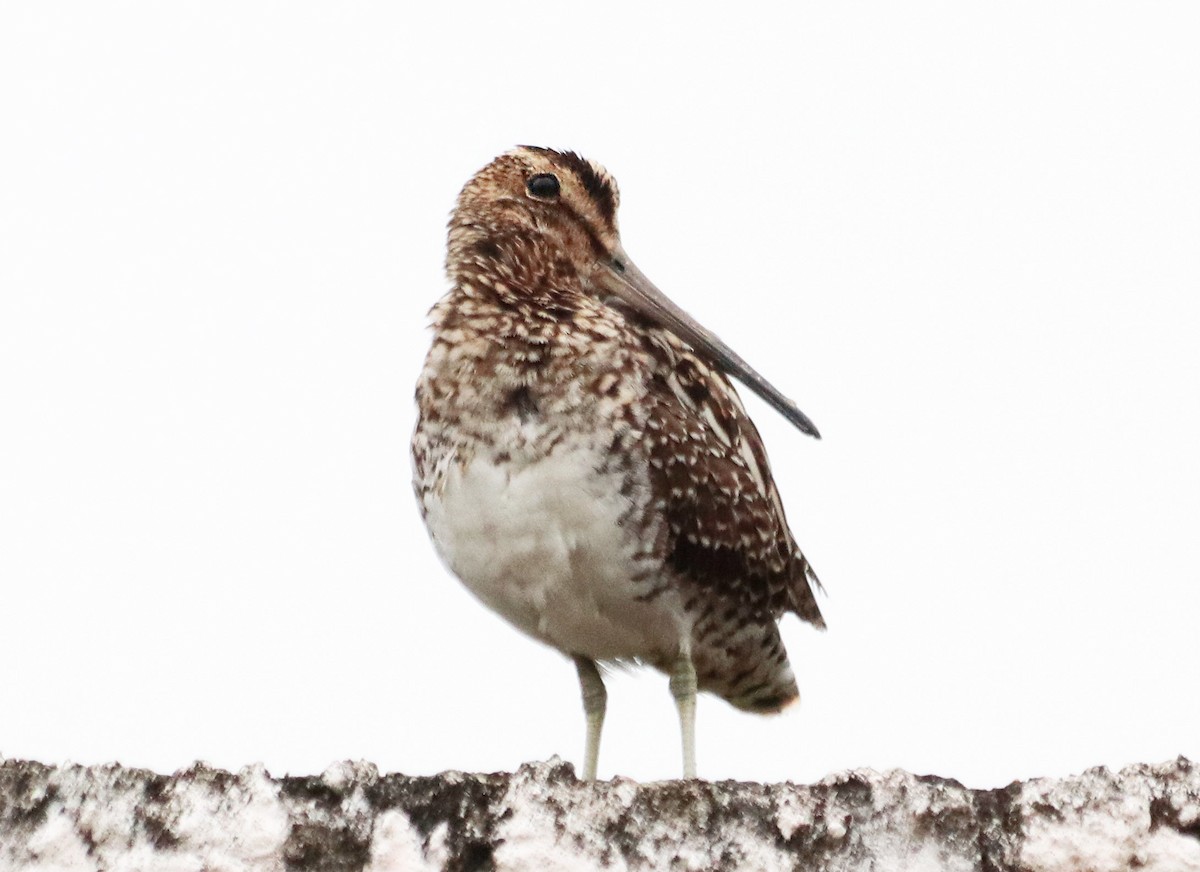 Pantanal Snipe - ML644465544