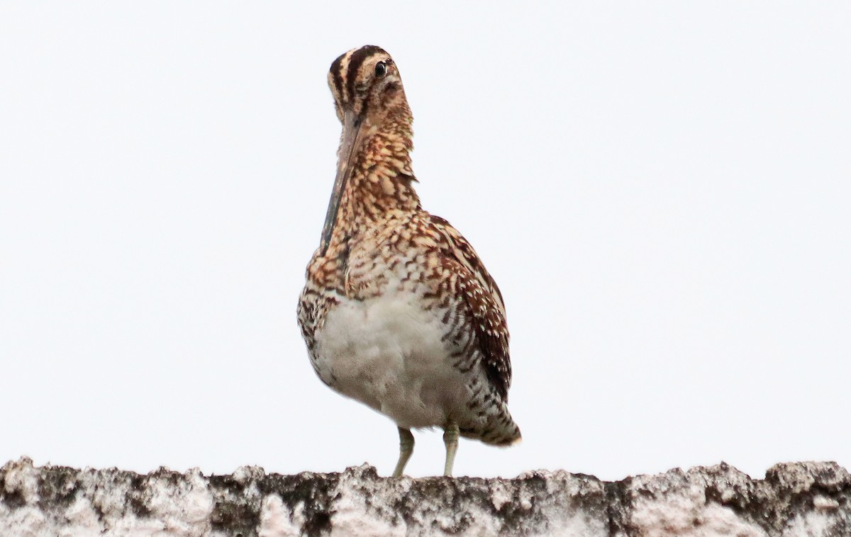 Pantanal Snipe - ML644465545