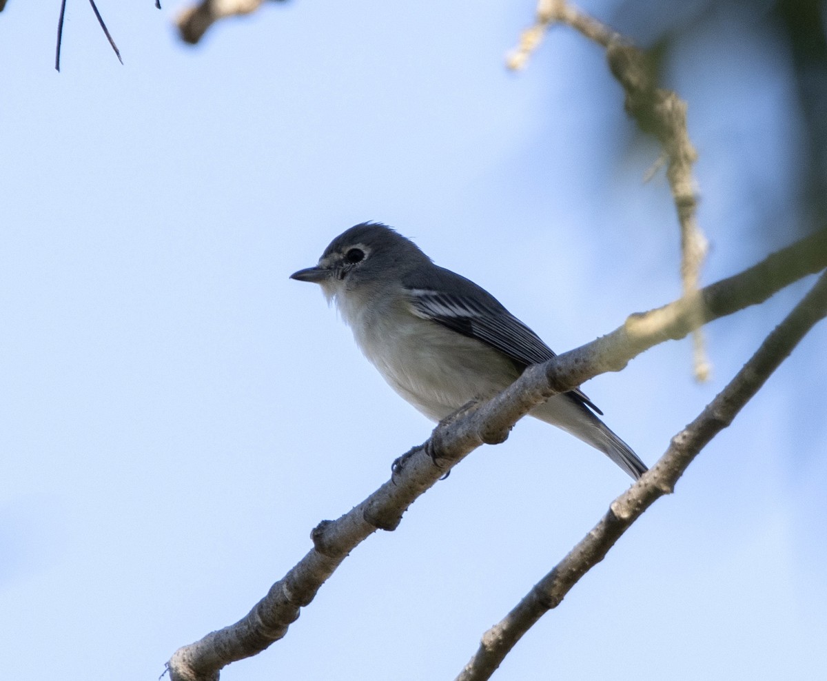 Plumbeous Vireo - ML644465546