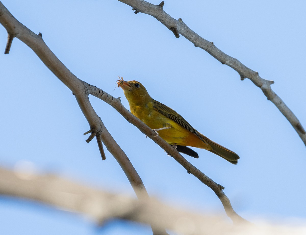 Summer Tanager - ML644465550