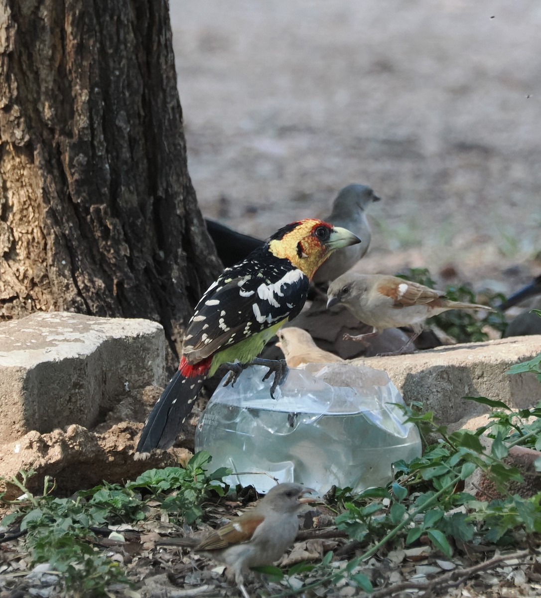 Crested Barbet - ML644465556